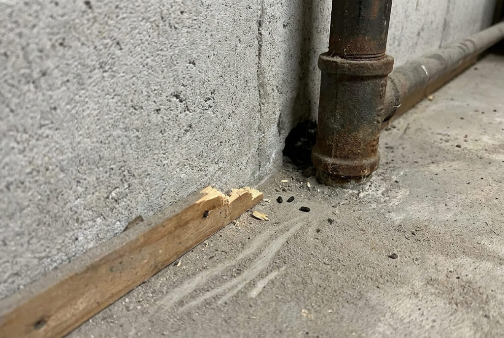 Typische Hinweise auf Rattenaktivitaet an einer Gebäudewand.