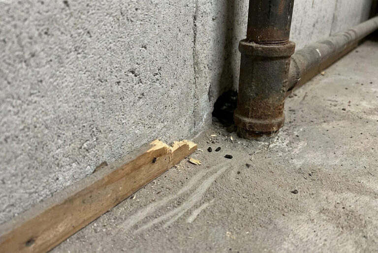 Typische Hinweise auf Rattenaktivitaet an einer Gebäudewand.